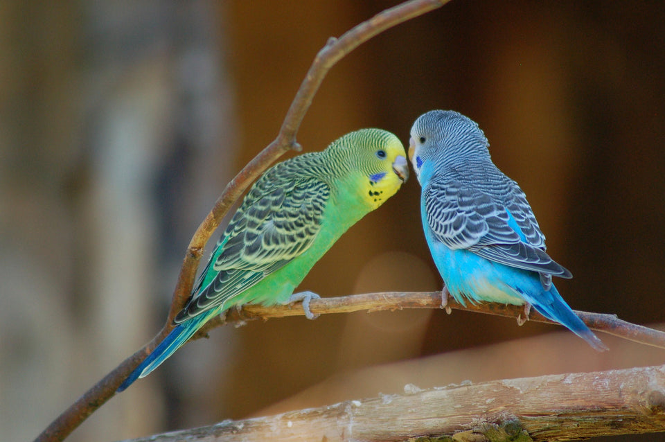 Budgee (Parakeet) Care-5 min read