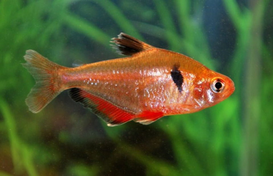 Community Tropical Fish