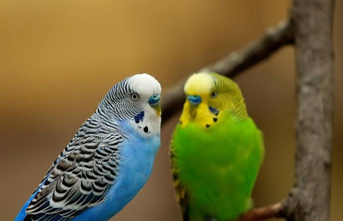 Fruit Smakers Box for Parakeets