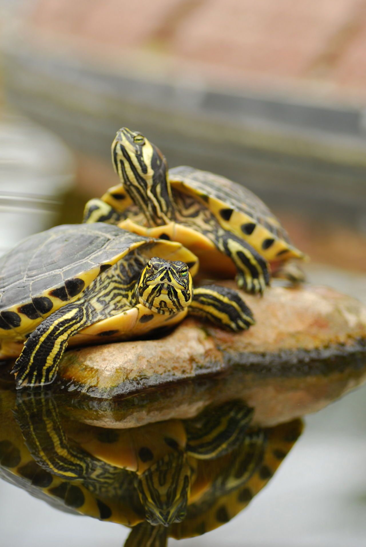 Yellow Belly Turtle