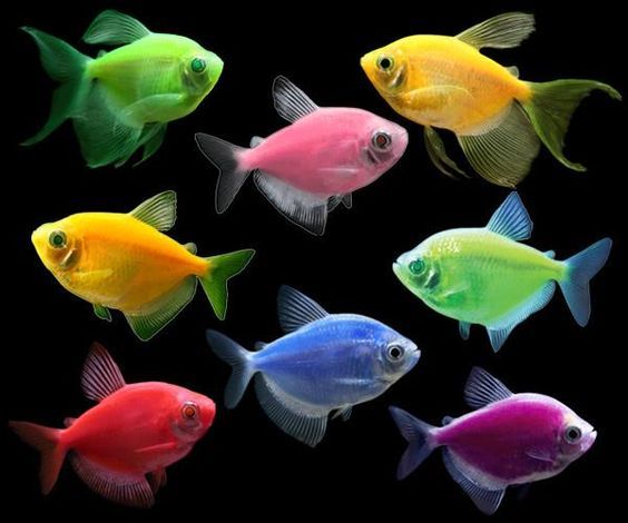 Assorted Fluorescent Tetra