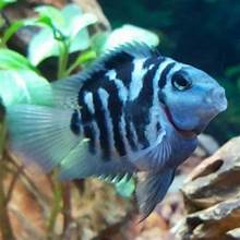 Blue Tiger Parrot