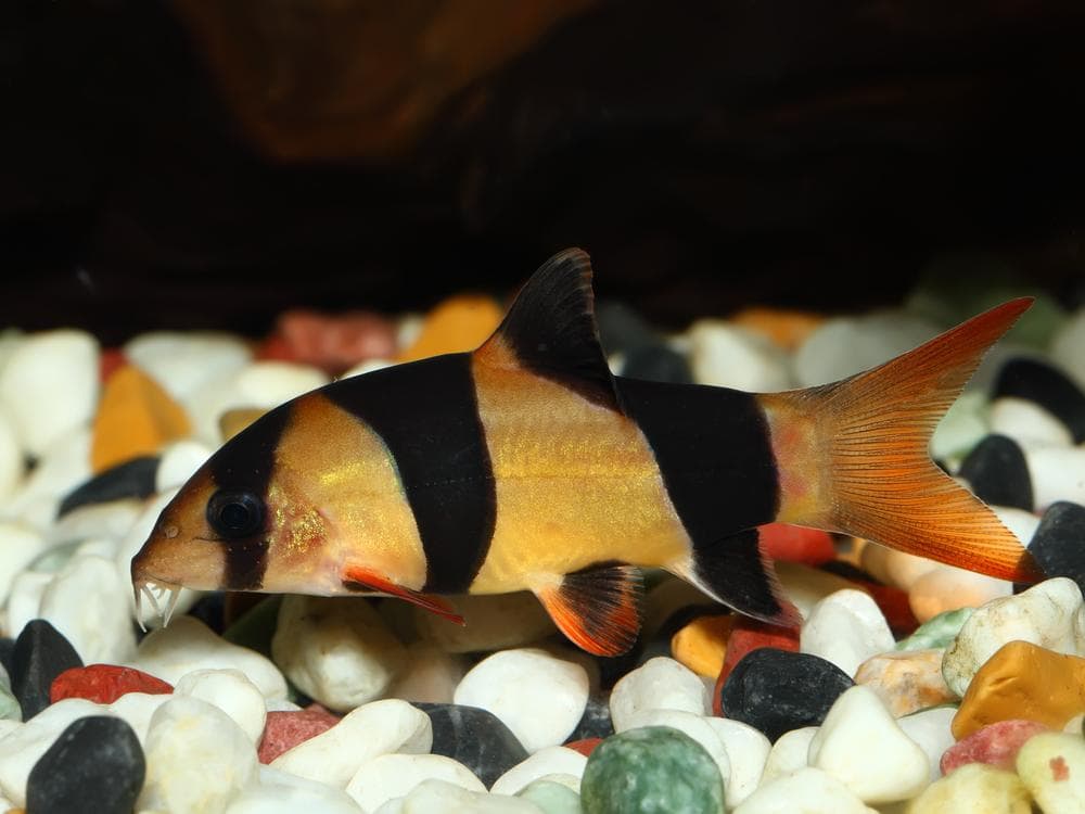 Clown Loach