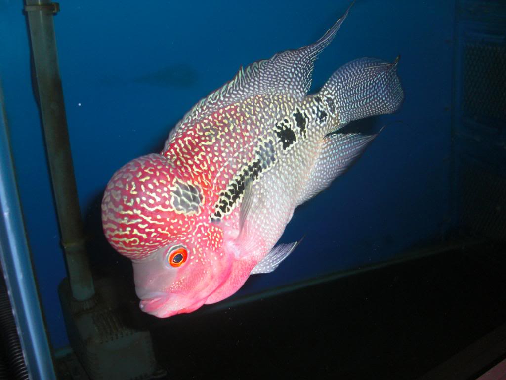 Flowerhorn Cichlid