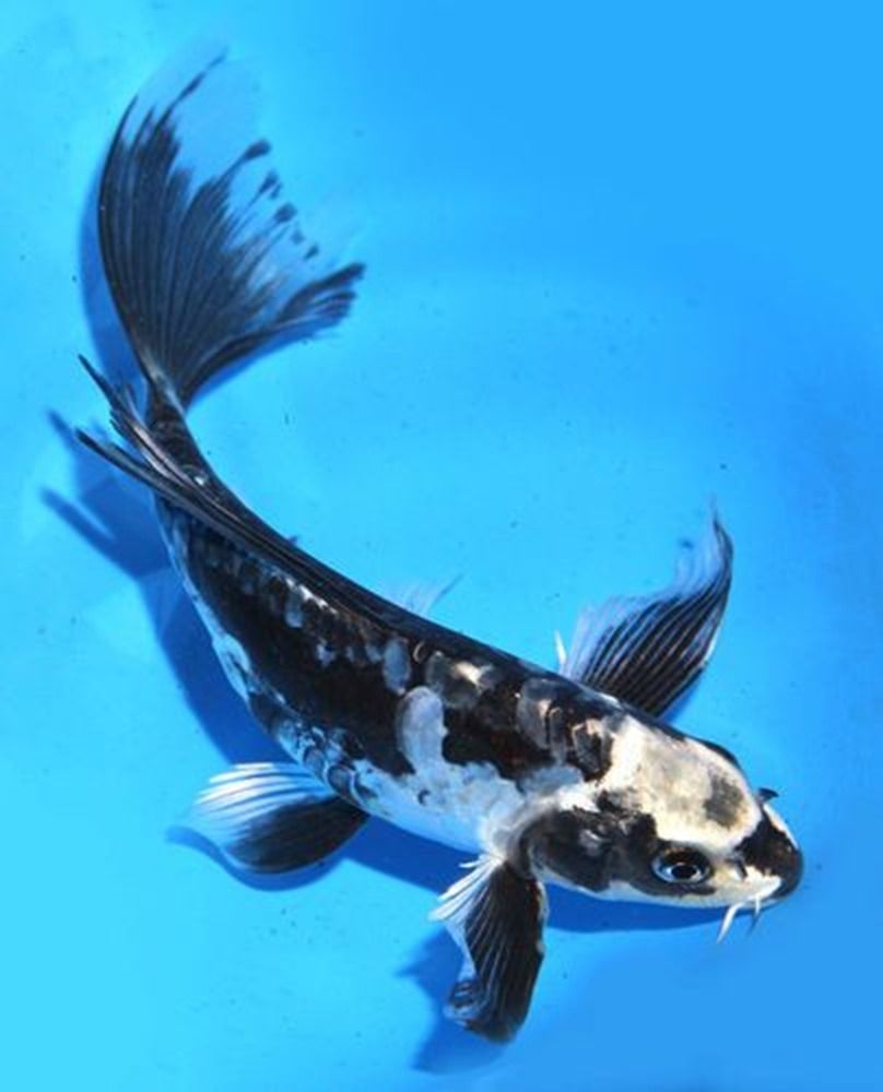 Long Fin Butterfly Koi