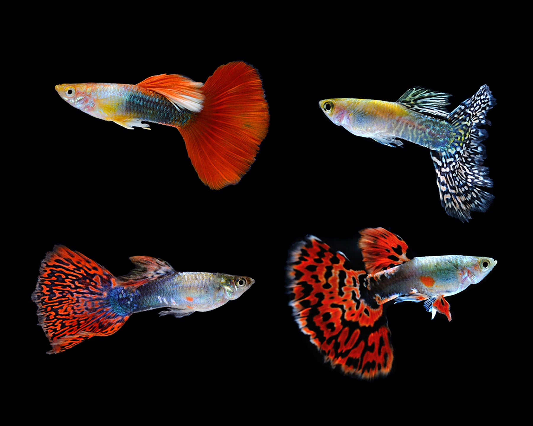 Fancy Assorted Guppy