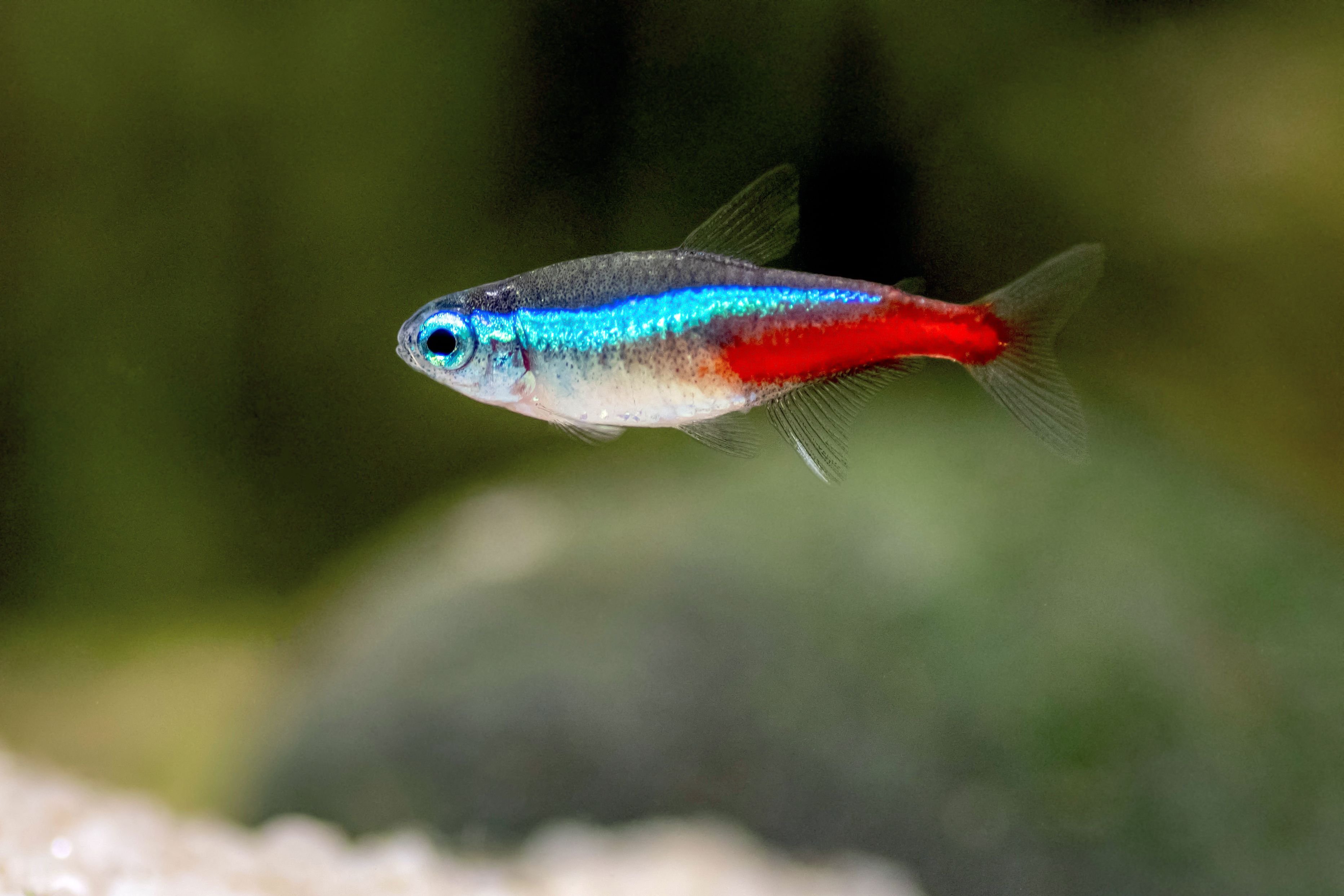 Neon Tetra