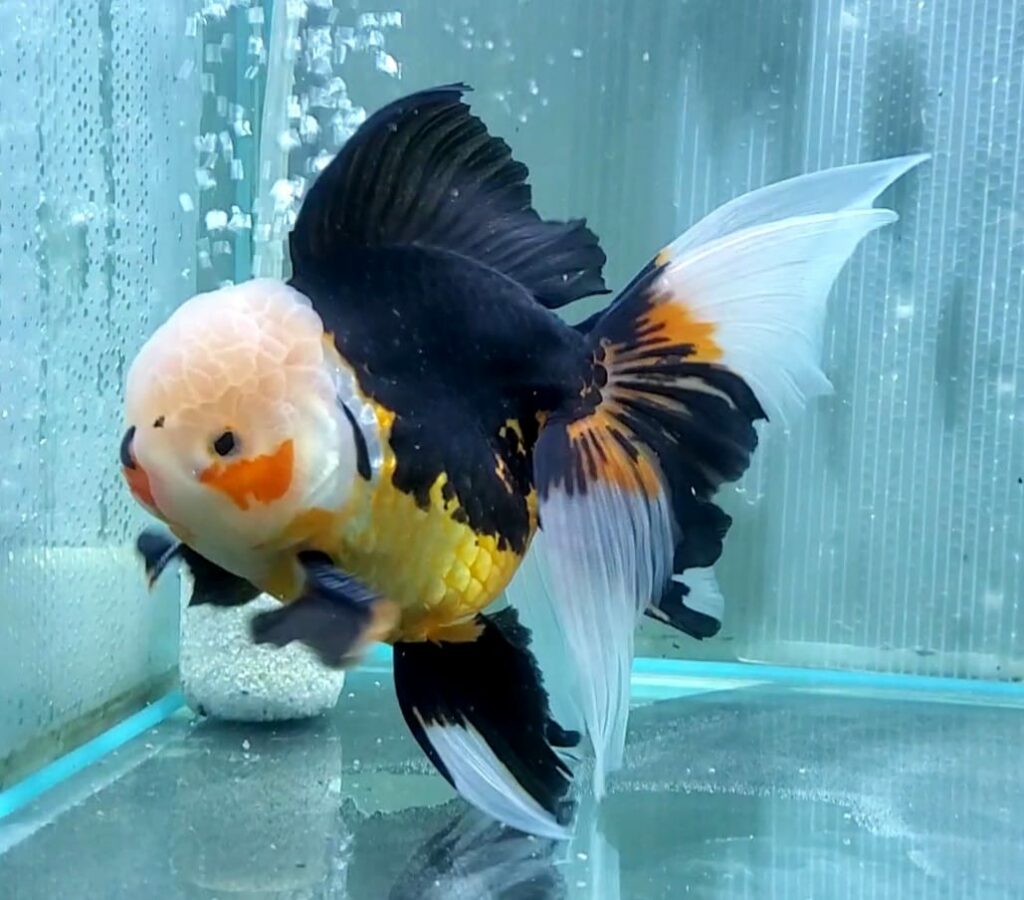 Premium Tri Color Oranda