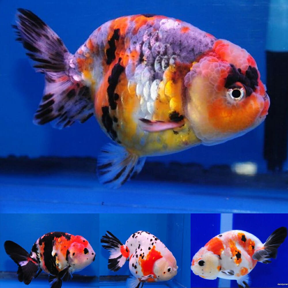 Mixed color Ranchu