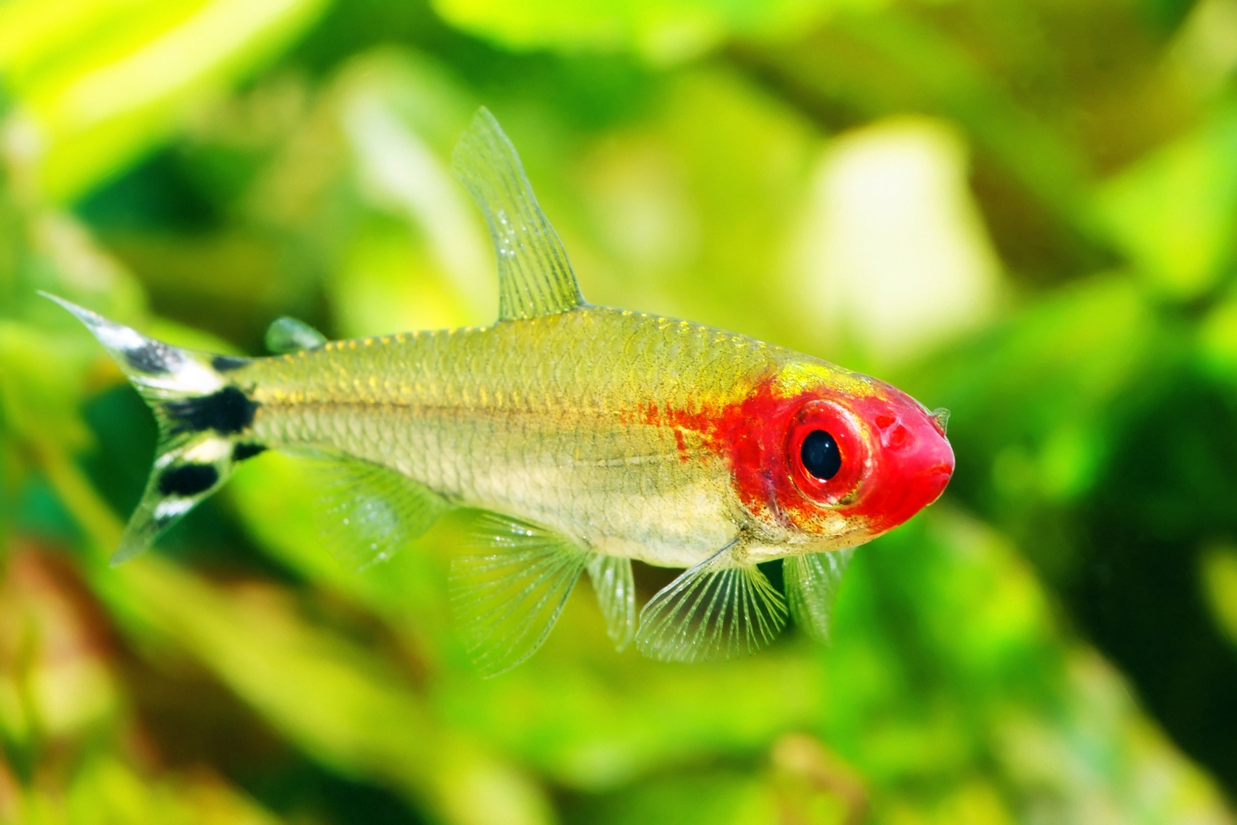 Rummy Nose Tetra