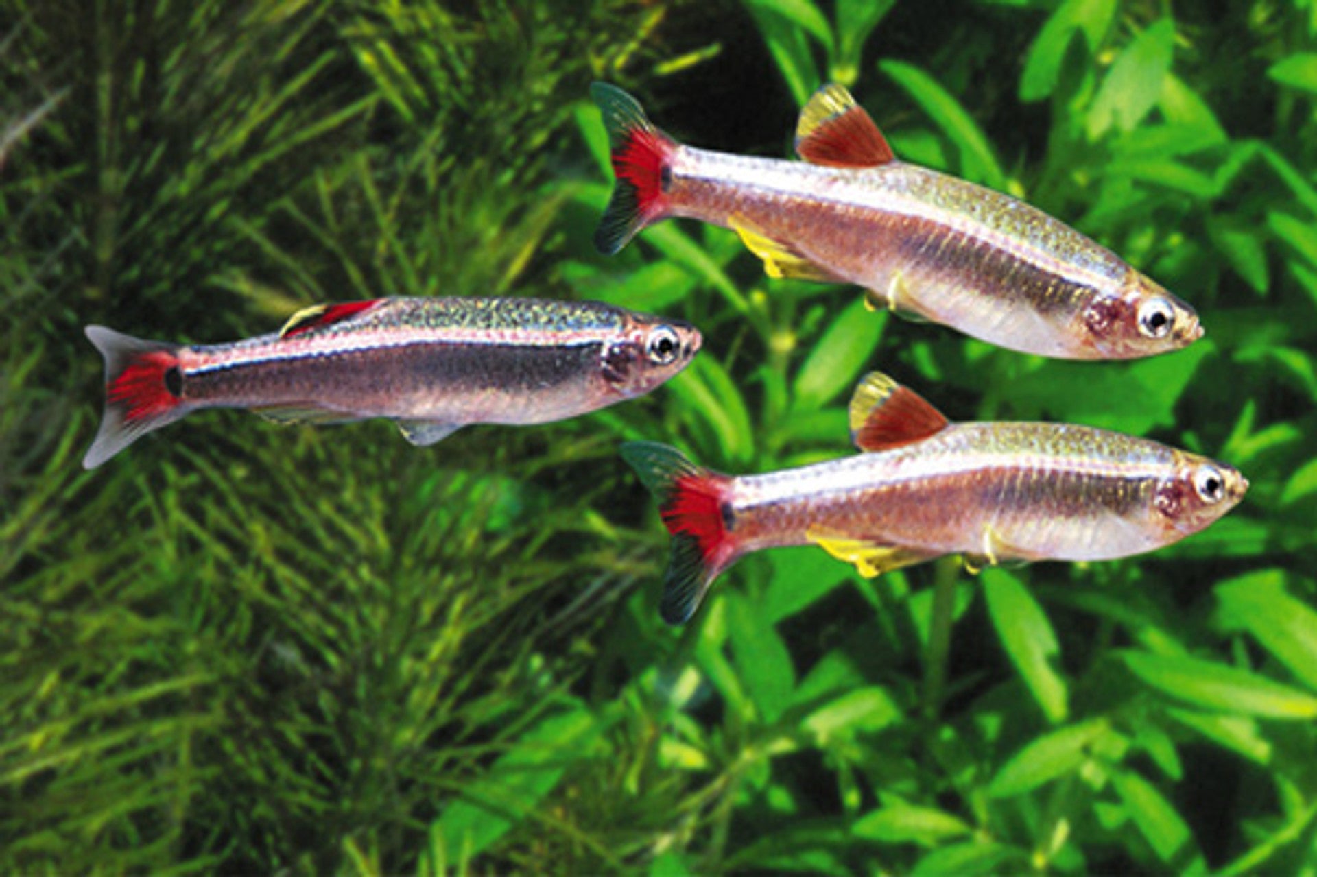 White Cloud Tetra