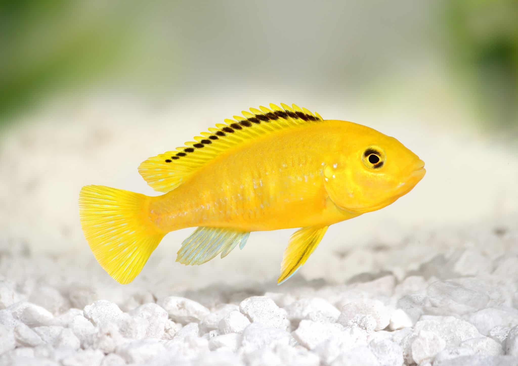 Yellow Lab Cichlid