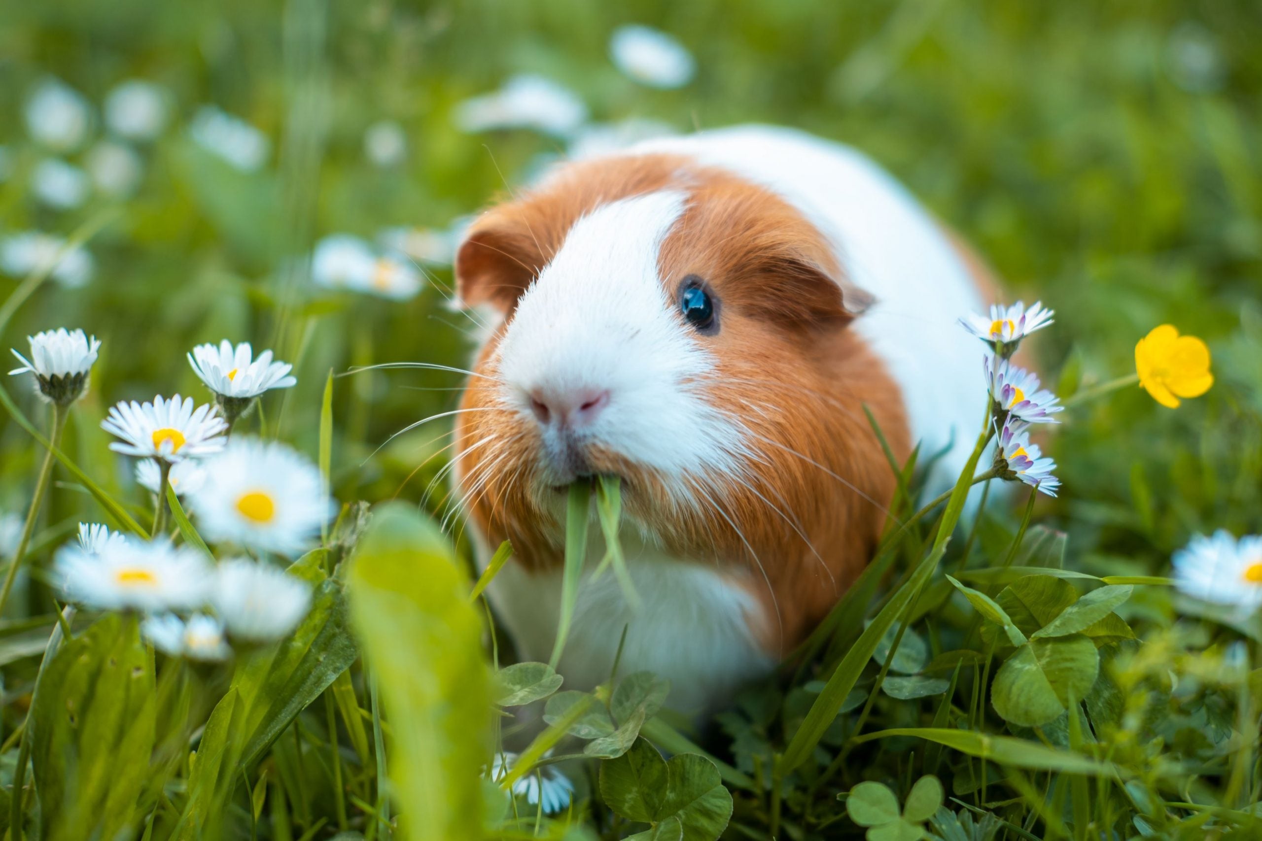 Guinea Pig