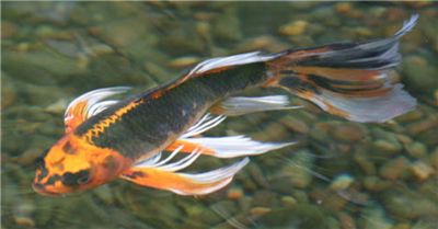 Long Fin Butterfly Koi