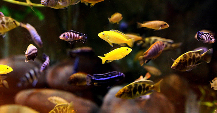 Mixed African Cichlid