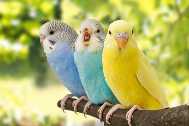 Parakeet ( Budgie)