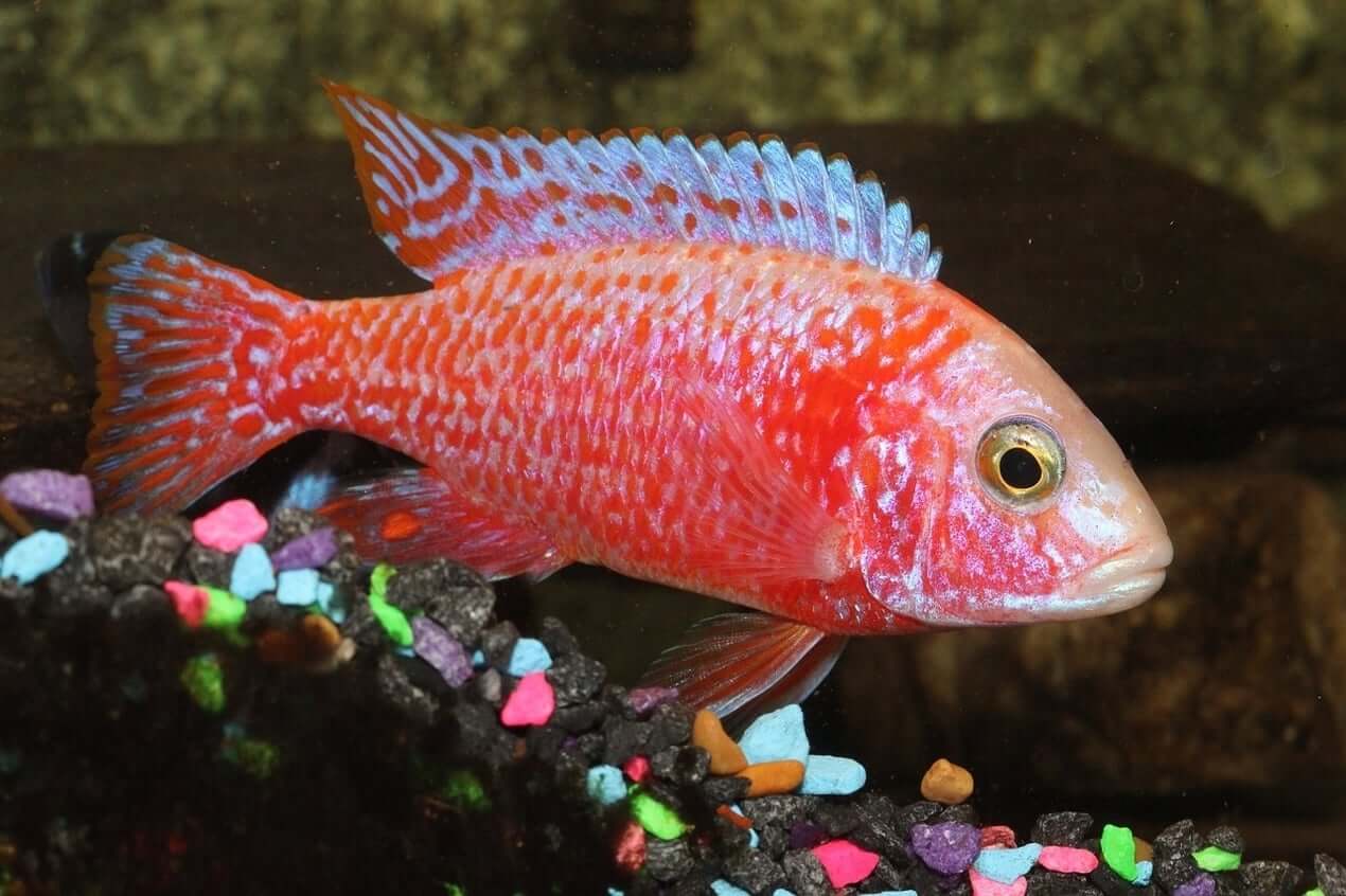 Peacock Cichlid