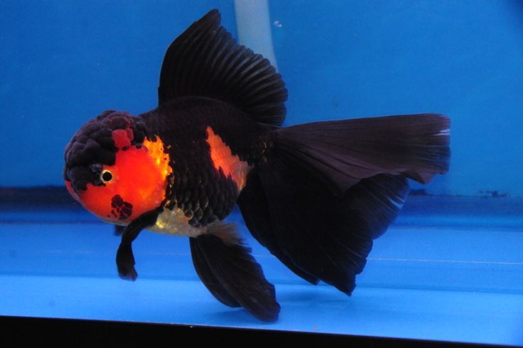 Red & Black Fancy Oranda