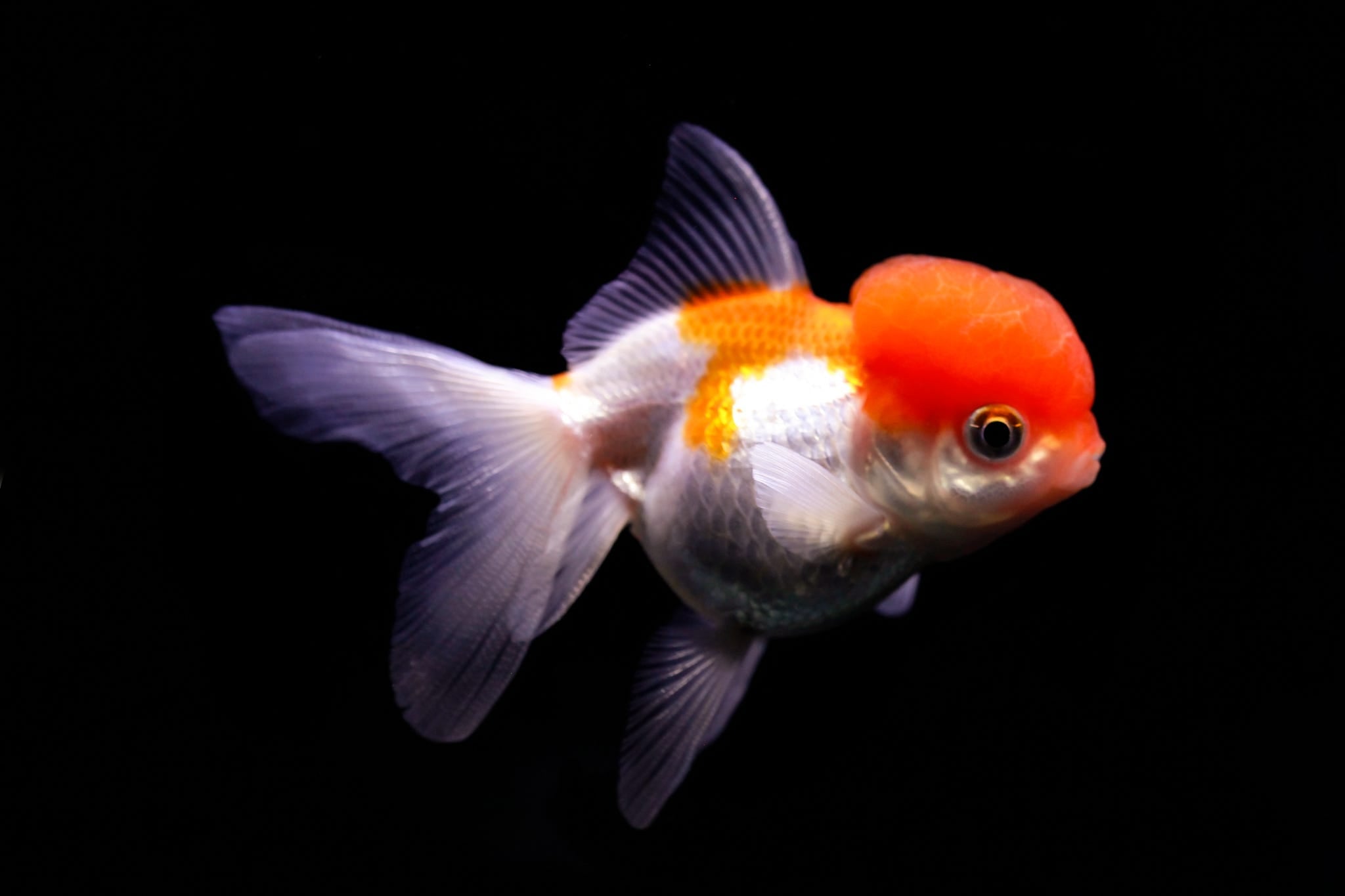 Red Cap Oranda