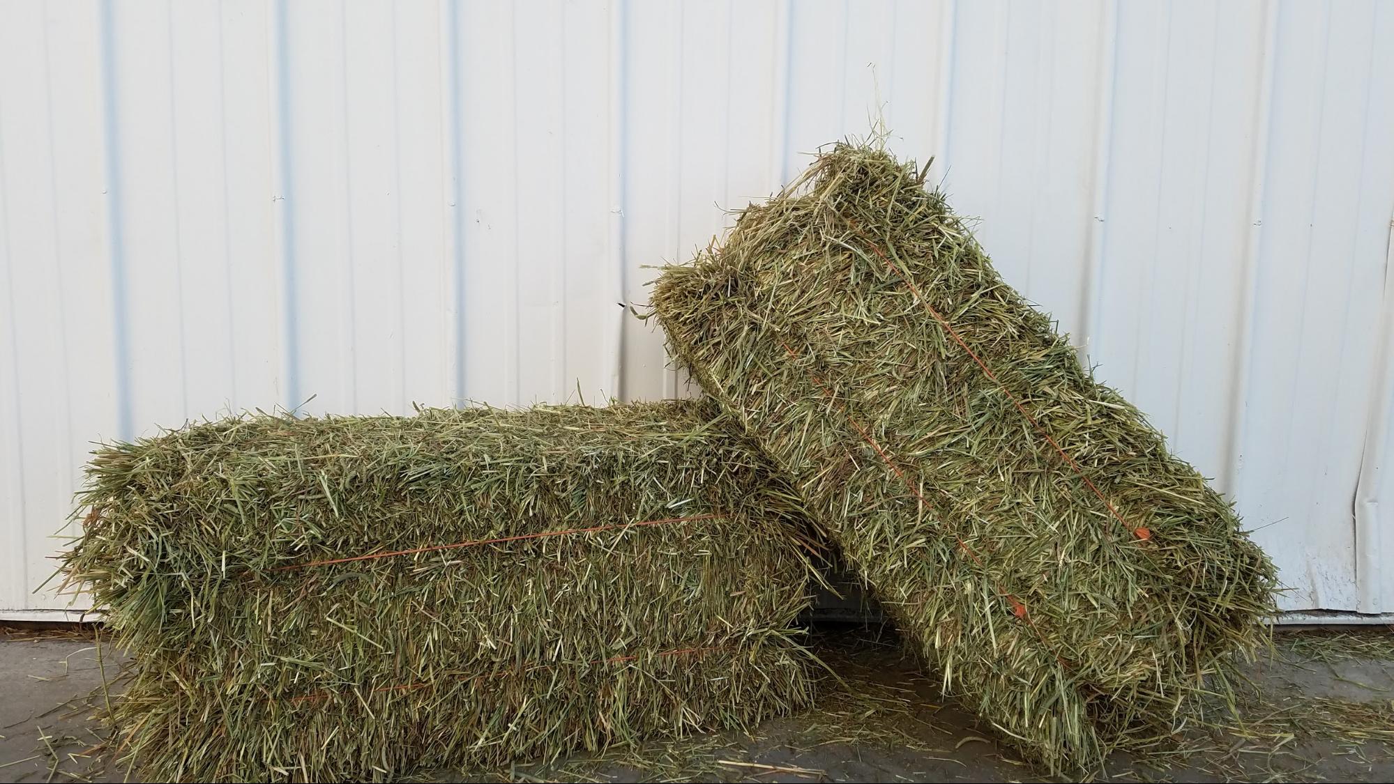 Fresh Timothy & Alfalfa Hay -Bale